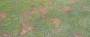 Localized-dry-spot-in-a-green-